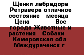 Щенки лабрадора Ретривера отличное состояние 2 месяца › Цена ­ 30 000 - Все города Животные и растения » Собаки   . Кемеровская обл.,Междуреченск г.